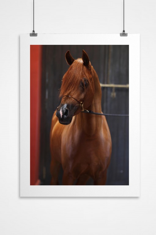 Poster Arabian Horse Morrocco - By Emmanuel Catteau