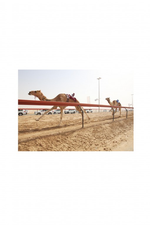 Poster Camel Race By Emmanuel Catteau