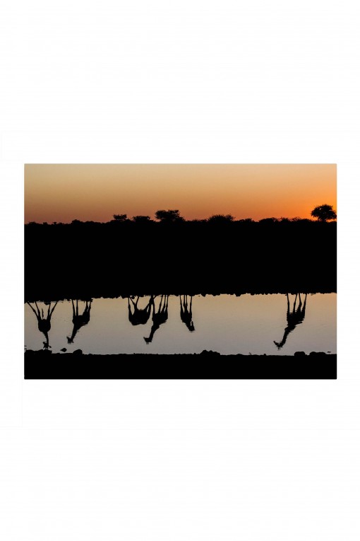 Poster Girafe Reflection - Namibia By Emmanuel Catteau