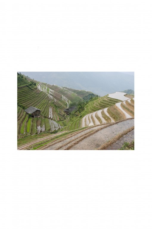 Poster Longji Rice Terraces - China - By Emmanuel Catteau