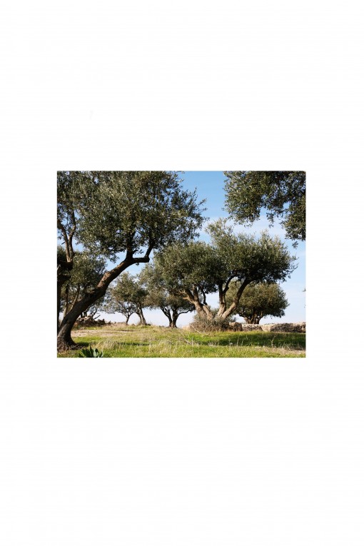 Poster Olive Trees - Syria - By Emmanuel Catteau