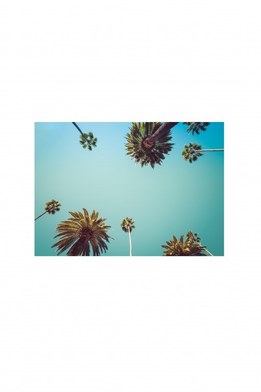 Poster Palm Trees In California - USA By Emmanuel Catteau