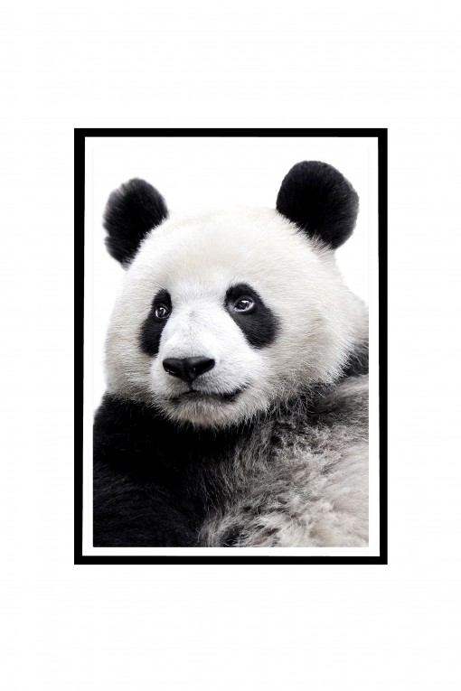 Poster with frame Panda By Emmanuel Catteau