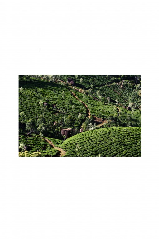 Poster Tea Garden - India - By Emmanuel Catteau
