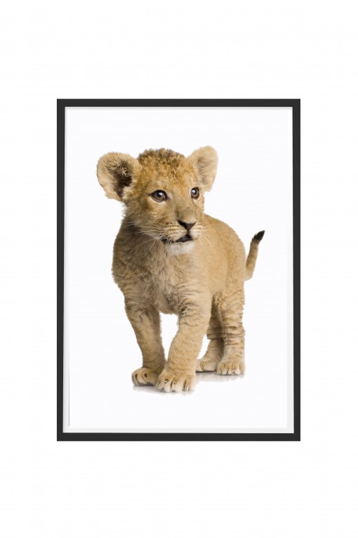Poster with frame The Lion