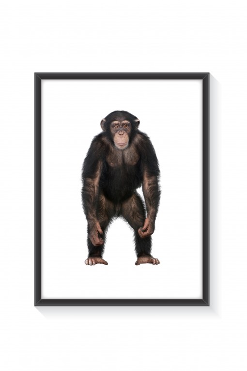 Poster with frame The Monkey