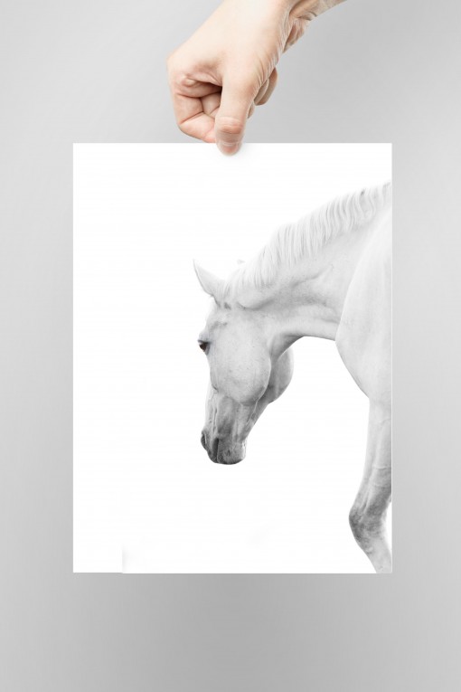 Poster White Horse By Emmanuel Catteau
