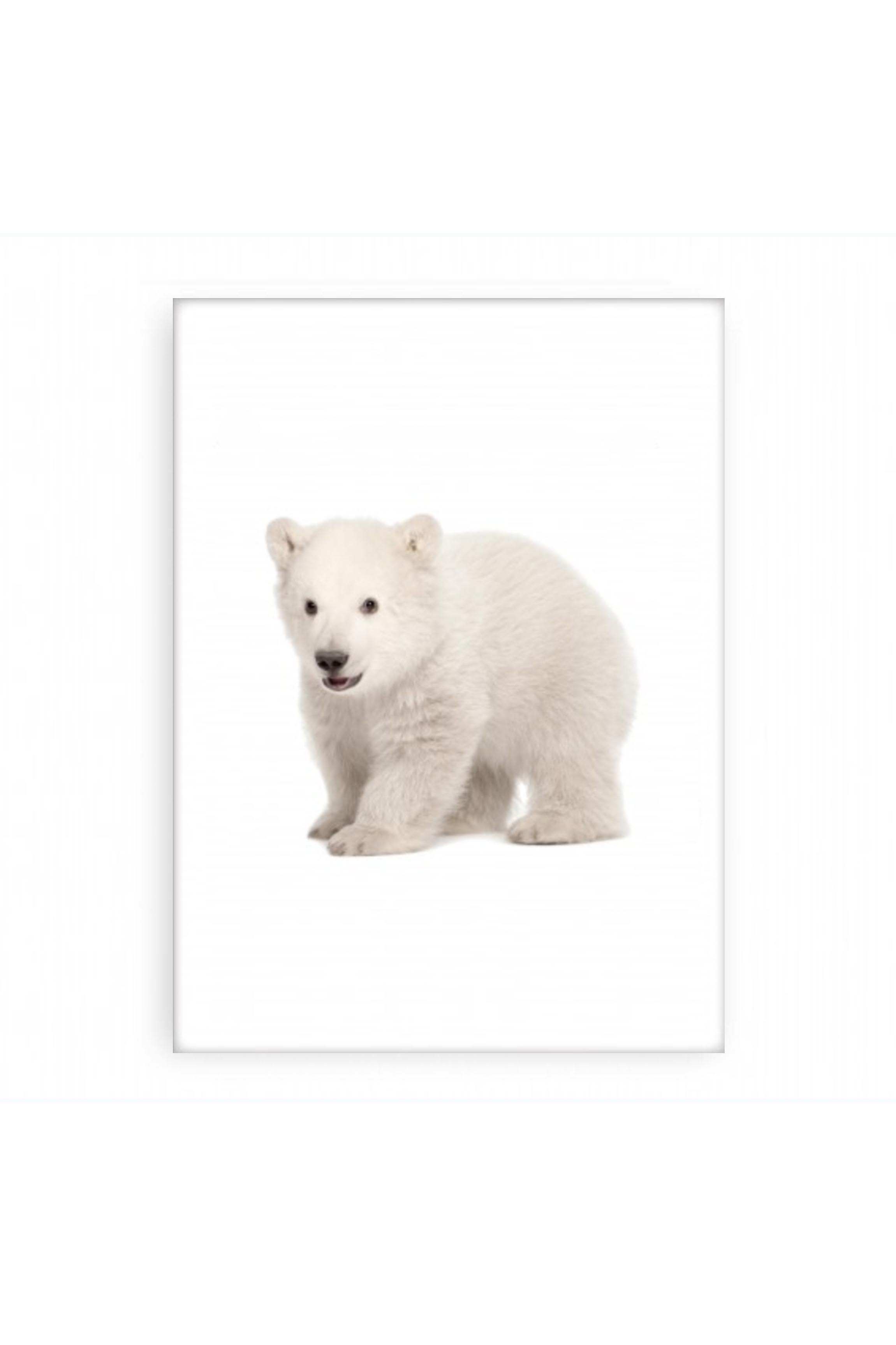 Poster The Polar Bear Wall Art Prints Shop
