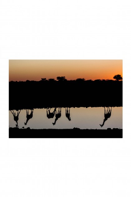 Poster Girafe Reflection - Namibia By Emmanuel Catteau
