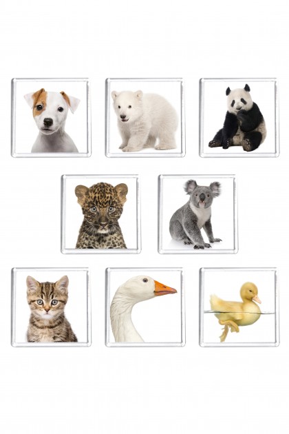 Set of 8 square magnets Animals