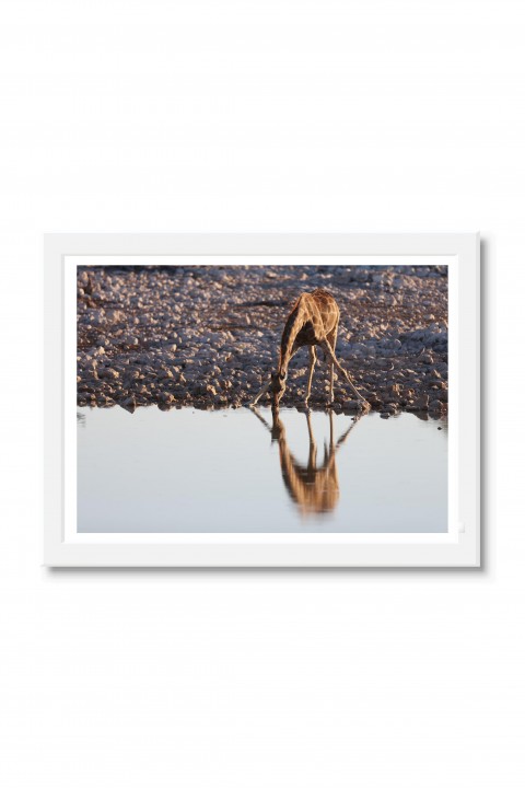 Poster with frame Girafe - Namibia By Emmanuel Catteau