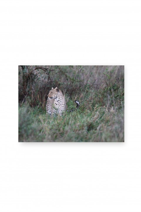 Canvas Leopard - Tanzania - By Emmanuel Catteau