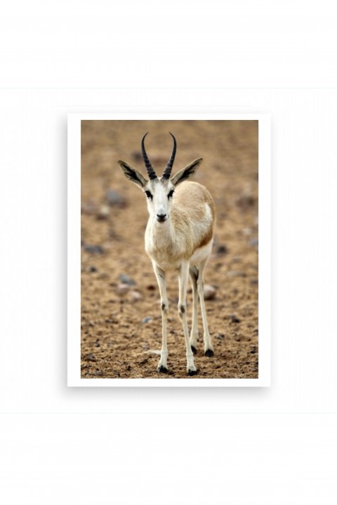 Poster Antelope - Abu Dhabi By Emmanuel Catteau